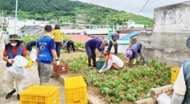 여수시 서강동, 가을꽃 향기 넘치는 거리 조성