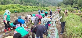 장흥군 용산면, 연말 김장나눔 행사 앞두고 배추 파종