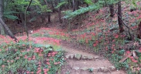 완주군 모악산도립공원, 꽃무릇 만개!