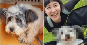 253만 유튜버 부부가 입양한 유기견 강아지의 ‘180도 달라진’ 표정 변화 (영상)