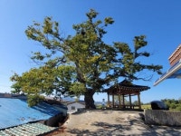 영광군, 보호수 및 당산나무 정비로 산림문화자원 보호