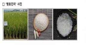 최고 밥맛 명품 쌀 ‘영호진미’ 제때 수확하세요