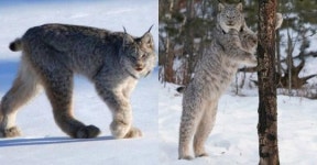 “인형 탈 쓴 사람 같다” 다리가 너무 길어 합성 같다는 이 동물