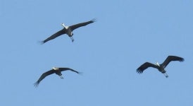 흑두루미, ‘힘내라 대한민국’ 희망메시지 품고 순천만 도착