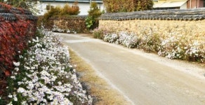 [포토]슬로시티 담양, 창평면 삼지내마을 구절초 ‘만개’