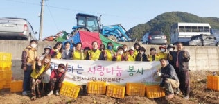 순천시 서면 시정멘토단 ‘달달한 고구마’ 사랑나눔 실천