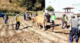 여수시 남면, 취약계층에게 고구마 나눔 행사 추진