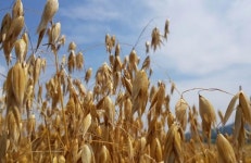 강진산 쌀귀리‘대양’에 치매 예방물질 다량 함유!