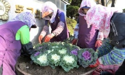 [포토]광주시 동구, 도심 가로화단에 꽃배추 식재