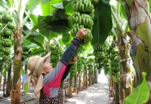 전남도농업기술원,‘2021년 아열대농업 육성 블렌딩 사업’본격화