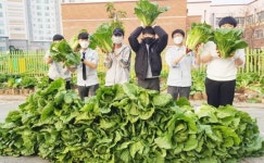 정광중, 학교 텃밭에서 직접 키운 배추 송광종합사회복지관·금선사에 기부