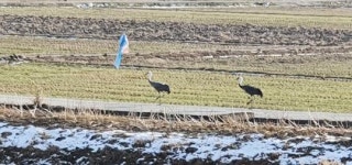 최강 한파 강진만에 나타난 흑두루미(사진+영상)