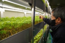 해남군 케이팜 영농조합, LED 시설 활용한 새싹인삼 수경재배 눈길