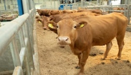 암소능력에 맞는 ‘한우 씨수소 추천 프로그램’ 보급