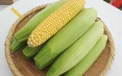 화순군, 춘양면에 초당옥수수 재배 단지 조성