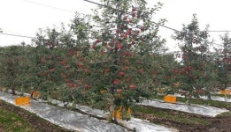 남원시 과수산업 특화품목 육성사업 50억 투자