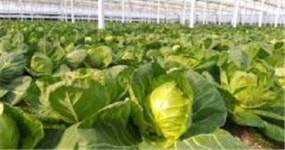 군산 꼬꼬마 양배추 연중 공급으로 만나요!