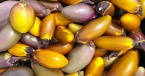 토종의 힘을 믿는다!  토종 농산물 종자 수집 나서 눈길