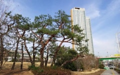 광양시, 봄맞이 도시숲 및 녹지대 수목관리 착수