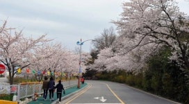 목포시, 유달산 봄 축제 전면 취소