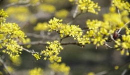 [포토뉴스] 남원 용궁마을, 산수유꽃 만개
