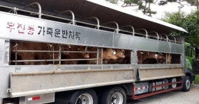 무주군, 배냇소 희망농가에 공급으로 한우 번식기반 확보!