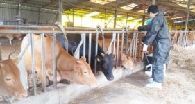 강진군, 가축질병 치료보험 지원사업 2년차 시행