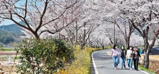 “봄 향기 싣고 온 벚꽃”