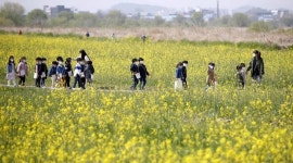[포토]광주시 북구, 산동교친수공원 유채꽃 만발