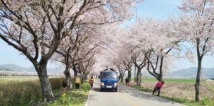 보성군 웅치면, 봄맞이 벚꽃 길 대청소 실시