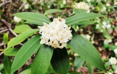 신안군, “가고 싶은 섬 우이도” 백서향의 섬으로