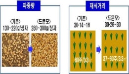 드문모심기 할 때 건강한 모기르기는 이렇게