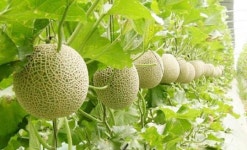 곡성군, 원예산업 종합평가 2년 연속 최고 A등급