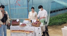 영암군, 라이브커머스로 농산물 완판 대성료