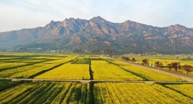 [포토+영상]영암 월출산 자락 샛노란 유채꽃  장관일세~~