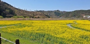 장흥군 유치면에 펼쳐진 노란 물결의 향연