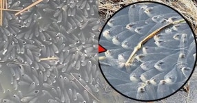 저 까맣고 바글바글한 것이 다 붕어입니다… 경기도에 있는 저수지 근황 (영상)