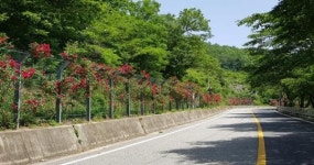 임실군, 장미꽃 향기만큼 아름다운 옥정호길