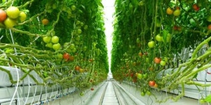 장성군, 스마트 농업으로 똑똑하게 농사 짓는다