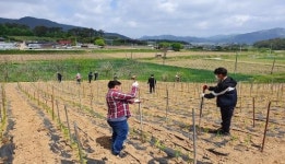 고창군청 산림공원과, 무장면 고추농가 일손돕기