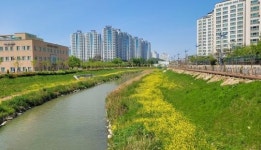 군산시 경포천에 노란 유채꽃이 활짝