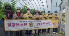 부안 참뽕 오디 첫 수확