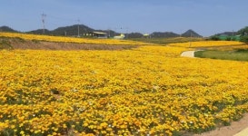 신안군 수선화 섬 선도, 노랑 물결 넘실