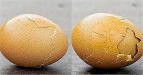 껍데기가 두 겹인 달걀, 전남 해남에서 발견됐다