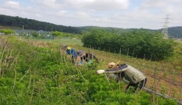 고창군 신림면 영농철 농촌 일손돕기 동참