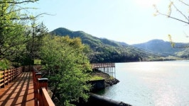 전남 보성군, 천만 그루 도시숲에 주민 위한 ‘보성 명품길’ 만든다