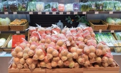 전남도농업기술원, 자체 개발 양파 신품종 현대백화점 첫선