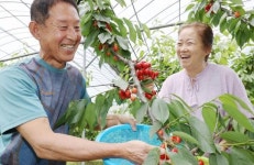 새콤달콤‘강진 체리’맛보세요