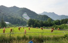 전남 강진군, 여름철 축산분야 재해 피해 예방 총력