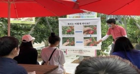 전주시, “체리 수확체험 즐기세요!”